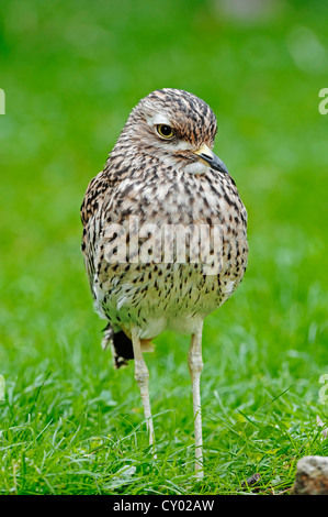 Gefleckte Thick-knee oder Spotted Dikkop (Burhinus Capensis), ursprünglich aus Afrika, in Gefangenschaft Stockfoto