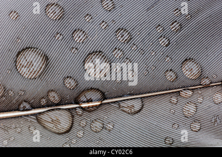 Feder mit Wassertropfen, Graugans (Anser Anser), Texel, Niederlande, Europa Stockfoto