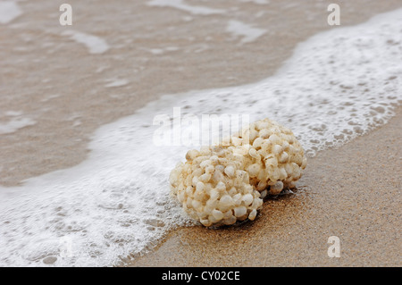 Eikapseln der gemeinsamen Wellhornschnecke (Buccinum Undatum) in der Brandung, Texel, Niederlande, Europa Stockfoto