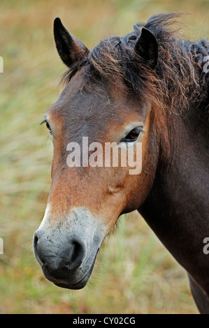 Exmoor Pony (Equus Ferus Caballus), Porträt, Texel, Niederlande, Europa Stockfoto