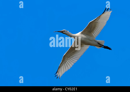 Eurasische Löffler oder gemeinsame Löffler (Platalea Leucorodia), unreif, im Flug, Texel, Niederlande, Europa Stockfoto