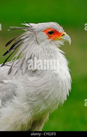 Vogel der Sekretär (Sagittarius Serpentarius), Porträt, in Gefangenschaft Stockfoto