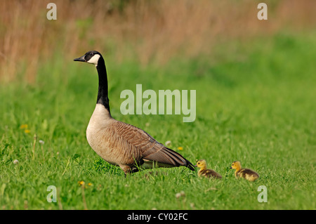 Kanadagans (Branta Canadensis) mit Küken, North Rhine-Westphalia Stockfoto