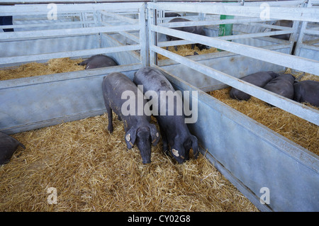 Pig Farm (Feria Internacional Ganadera) Messe am internationalen Viehmarkt in Zafra, Badajoz, Spanien Stockfoto