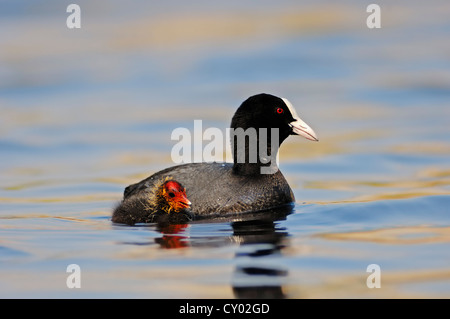 Eurasische Blässhuhn (Fulica Atra), mit Küken, North Rhine-Westphalia Stockfoto