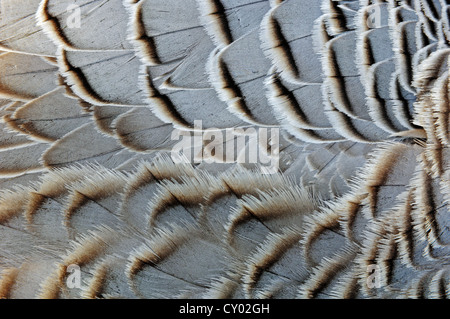 Kaiser-Gans (Anser Canagicus, Philacte Canagicus, Chen Canagicus), Detail des Gefieder, Gefangenschaft, North Rhine-Westphalia Stockfoto