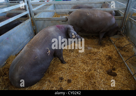 Pig Farm (Feria Internacional Ganadera) Messe am internationalen Viehmarkt in Zafra, Badajoz, Spanien Stockfoto