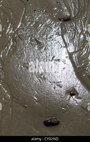 Vogel druckt im nassen Sand am Goring-by-Sea, West Sussex, England UK Stockfoto