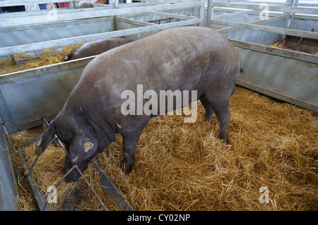 Pig Farm (Feria Internacional Ganadera) Messe am internationalen Viehmarkt in Zafra, Badajoz, Spanien Stockfoto