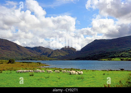 Schafe in der Nähe von einem kleinen See in der Gap of Dunloe, Nationalpark Killarney, Irland Stockfoto