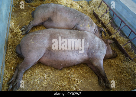 schlafende Schweinchen auf dem Bauernhof (Feria Internacional Ganadera) Messe am internationalen Viehmarkt in Zafra, Badajoz, Spanien Stockfoto