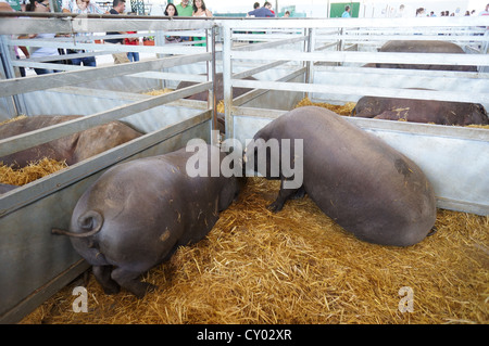 Pig Farm (Feria Internacional Ganadera) Messe am internationalen Viehmarkt in Zafra, Badajoz, Spanien Stockfoto