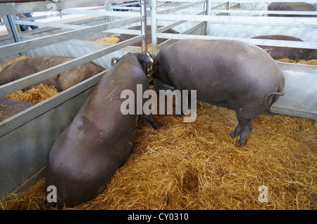 Pig Farm (Feria Internacional Ganadera) Messe am internationalen Viehmarkt in Zafra, Badajoz, Spanien Stockfoto