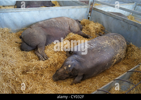 schlafende Schweinchen auf dem Bauernhof (Feria Internacional Ganadera) Messe am internationalen Viehmarkt in Zafra, Badajoz, Spanien Stockfoto