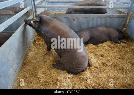 Pig Farm (Feria Internacional Ganadera) Messe am internationalen Viehmarkt in Zafra, Badajoz, Spanien Stockfoto