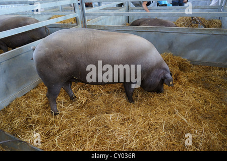 Pig Farm (Feria Internacional Ganadera) Messe am internationalen Viehmarkt in Zafra, Badajoz, Spanien Stockfoto