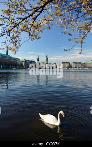 Höckerschwan im Frühling, inneren Alster See oder See Binnenalster, Hamburg Stockfoto