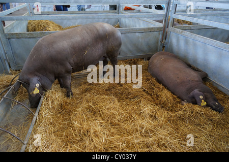 Pig Farm (Feria Internacional Ganadera) Messe am internationalen Viehmarkt in Zafra, Badajoz, Spanien Stockfoto