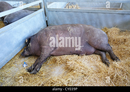 schlafende Schweine Farm (Feria Internacional Ganadera) Messe am internationalen Viehmarkt in Zafra, Badajoz, Spanien Stockfoto