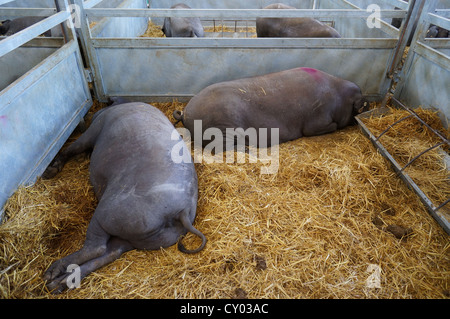 schlafende Schweinchen auf dem Bauernhof (Feria Internacional Ganadera) Messe am internationalen Viehmarkt in Zafra, Badajoz, Spanien Stockfoto