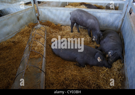 Pig Farm (Feria Internacional Ganadera) Messe am internationalen Viehmarkt in Zafra, Badajoz, Spanien Stockfoto