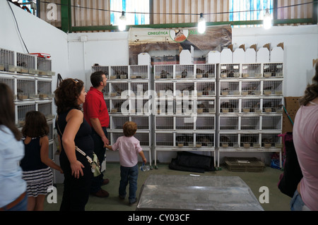 Vögel in einem Käfig zu verkaufen in der Messe International Livestock Agrar-Industrie-Ausstellung in Zafra, Badajoz, Spanien gesperrt Stockfoto