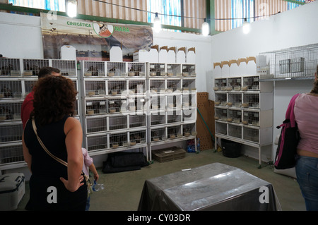 Vögel in einem Käfig zu verkaufen in der Messe International Livestock Agrar-Industrie-Ausstellung in Zafra, Badajoz, Spanien gesperrt Stockfoto