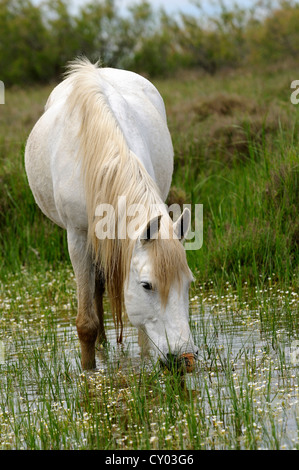 Camargue-Pferd auf Nahrungssuche in einem Feuchtgebiet, Camargue, Frankreich, Europa Stockfoto