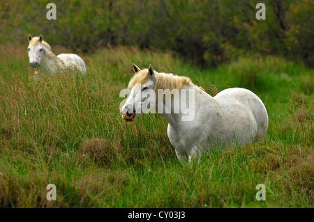 Wilde Camargue Pferde, Broncos Beweidung in einem Feuchtgebiet, Camargue, Frankreich, Europa Stockfoto