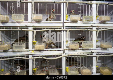 Vögel in einem Käfig zu verkaufen in der Messe International Livestock Agrar-Industrie-Ausstellung in Zafra, Badajoz, Spanien gesperrt Stockfoto