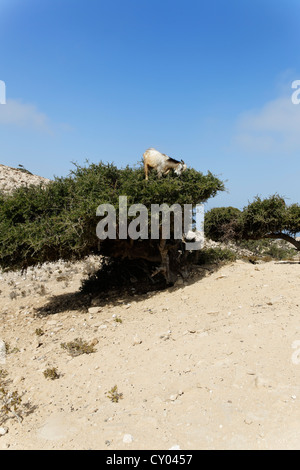 Ziege (Capra SP.) auf ein Arganbaum (Argania Spinosa), Agadir-Ida Ou Tanane, Souss-Massa-Daraa, Marokko, Maghreb, Nordafrika Stockfoto