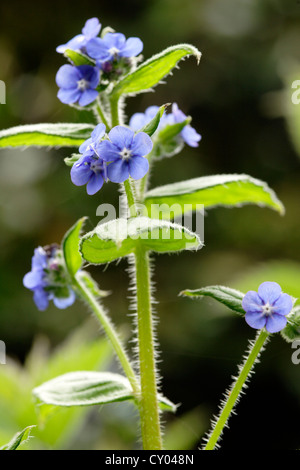 Grüne Alkanet (Pentaglottis Sempervirens) in Blüte, England, UK Stockfoto