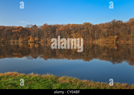 herbstlichen Wald an einem See Stockfoto