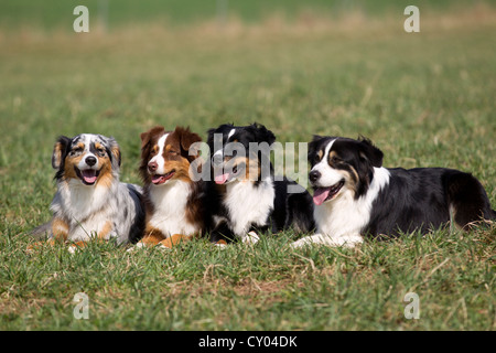 Vier Australian Shepherds, die sitzen in einer Reihe auf einer Wiese Stockfoto