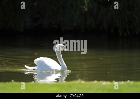 Ein Höckerschwan (Cygnus Olor) an einem See, Ebreichsdorf, untere Austria, Österreich, Europa Stockfoto