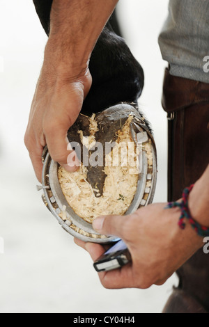 HUF mit Holzspänen, Polo, pony Stockfoto