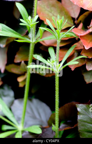 Gemeinsame Klettenlabkraut/Hackmesser (Galium Aparine) wächst in Buche Hecke großaufnahme, England, UK Stockfoto