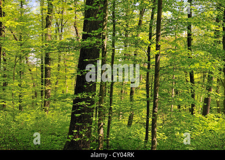 Laubwald, Rotbuchen (Fagus Sylvatica), schwäbische Alp, Baden-Württemberg, PublicGround Stockfoto