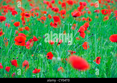 Rote Mohnblumen (Papaver Rhoeas) in einem Weizenfeld Stockfoto