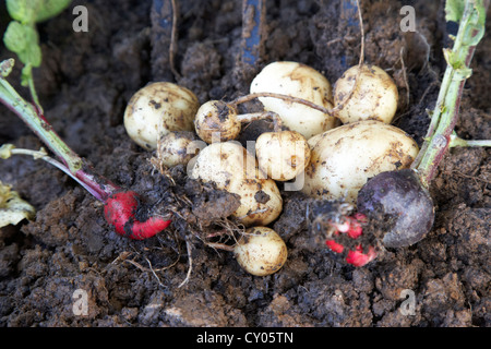 kleine rote Beete teilweise geformten Kartoffeln und Radieschen im eigenem Garten kleines Gemüsebeet im Vereinigten Königreich Stockfoto
