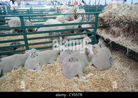 Schafe sind Fütterung in Stift auf internationalen Viehmarkt in Zafra, Badajoz, Spanien Stockfoto