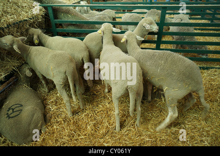 Schafe sind Fütterung in Stift auf internationalen Viehmarkt in Zafra, Badajoz, Spanien Stockfoto