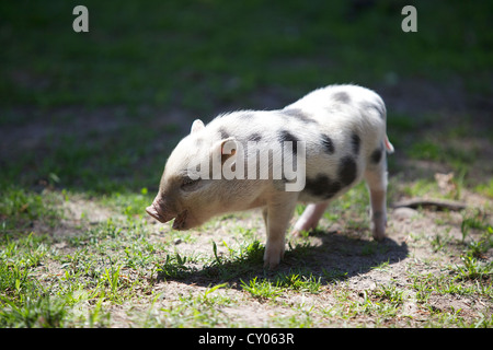 Hausschwein, Ferkel (Sus Scrofa Domestica) steht auf einer Wiese, Tierpark Wildpark Poing, Bayern Stockfoto