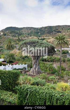 Drago Milenario, Kanarischen Drachenbaum (Dracaena Draco), Puerto De La Cruz, Teneriffa, Kanarische Inseln, Spanien, Europa Stockfoto