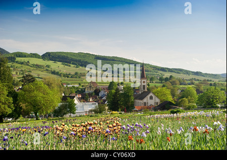 Wiese mit blühenden Iris, Laufen in der Nähe von Müllheim, Markgraeflerland Region, Schwarzwald, Baden-Württemberg Stockfoto