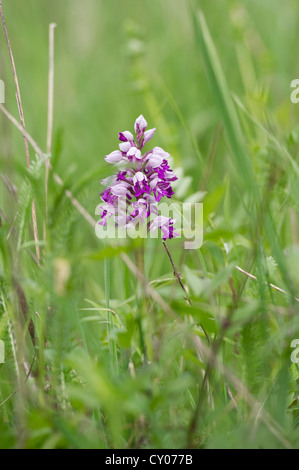 Affe Orchidee (Orchis Simia), Liliental bei Ihringen, Kaiserstuhl Mittelgebirge, Baden-Württemberg Stockfoto