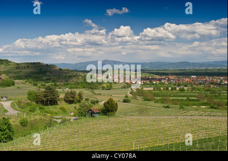 Blick auf Ihringen, Kaiserstuhl Mittelgebirge, Baden-Württemberg Stockfoto