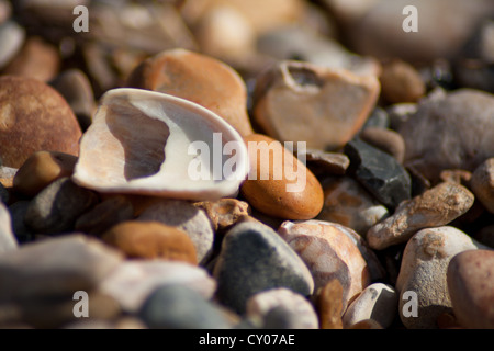 Eine gebrochene Shell auf einem Kieselstrand in der Nähe von Weymouth, Dorset, Großbritannien. Stockfoto