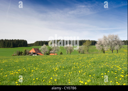 Unterfallengrundhof Bauernhof in der Nähe von Guetenbach, Schwarzwald, Baden-Württemberg Stockfoto