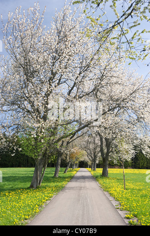 Kirschbaum-Allee in der Nähe von Guetenbach, Schwarzwald, Baden-Württemberg Stockfoto